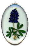 Click on the picture to see a full size image