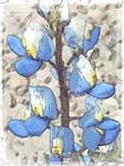 Big Bend Texas Bluebonnet-1