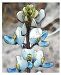 Big Bend Texas Bluebonnet-2