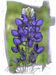 Texas Blebonnet-1