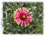 Firewheel