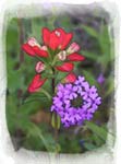 Indianpaintbrush & Verbina