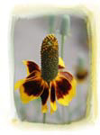 Mexican hat