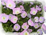 Primrose